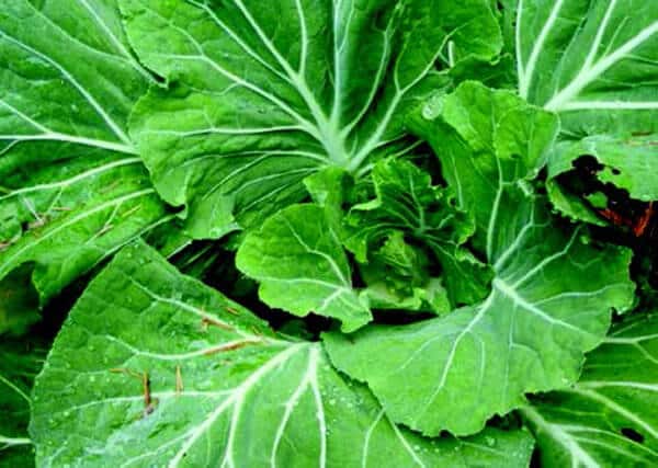 Packet of Seeds 'n Such Tronchuda Kale seeds showing 200 seeds in a clear packet, ideal for planting and gardening.