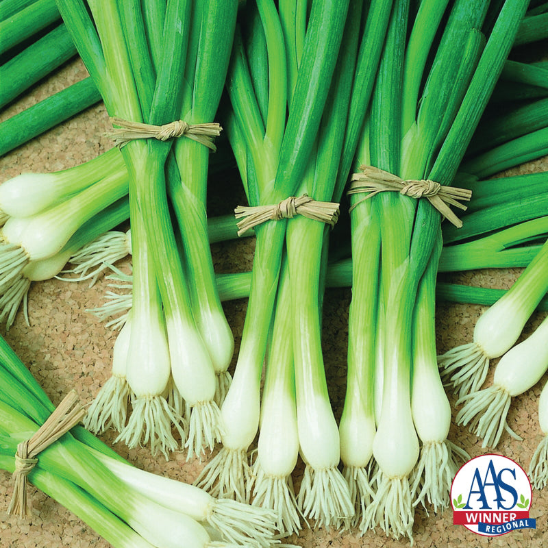 Warrior Bunching Onion - Blessings Grow Meadows