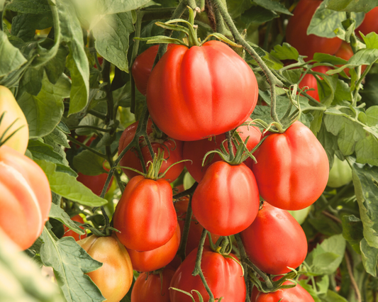 Packet of Seeds 'n Such Giant Garden Paste Hybrid Tomato Seeds with 25-30 seeds visible in the packet.