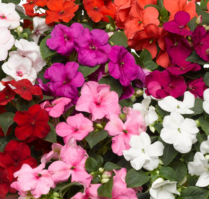 Accent Premium Formula Mix Impatiens Seeds - Blessings Grow Meadows