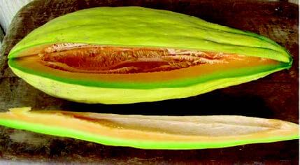 Banana Cantaloupe Seeds - Blessings Grow Meadows