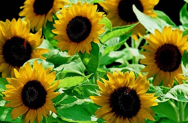 Packet of Seeds 'n Such Big Smile Sunflower Seeds showing bright sunflower seed packet with yellow sunflower illustration.