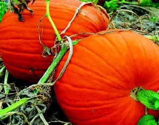 Connecticut Field Pumpkin Seeds - Blessings Grow Meadows