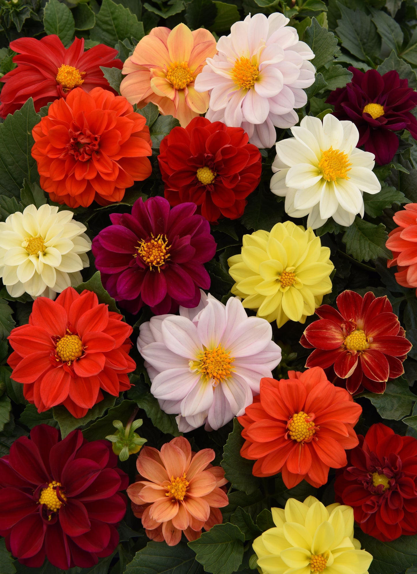 Packet of Dahlia Figaro Mix seeds from Seeds 'n Such with 25 seeds inside, showcasing colorful flower blooms on the packet.
