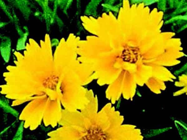 Packet of 25 Early Sunrise Coreopsis Seeds from Seeds 'n Such, showing vibrant flower seeds for planting in gardens.