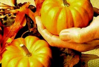 Jack Be Little Pumpkin Seeds - Blessings Grow Meadows