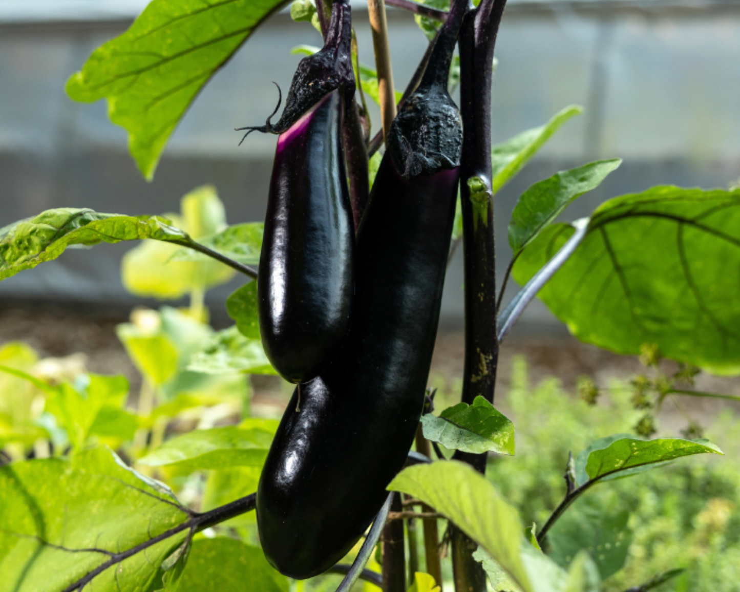 Packet of 25 Millionaire Hybrid Eggplant Seeds from Seeds 'n Such showing seeds and packaging.