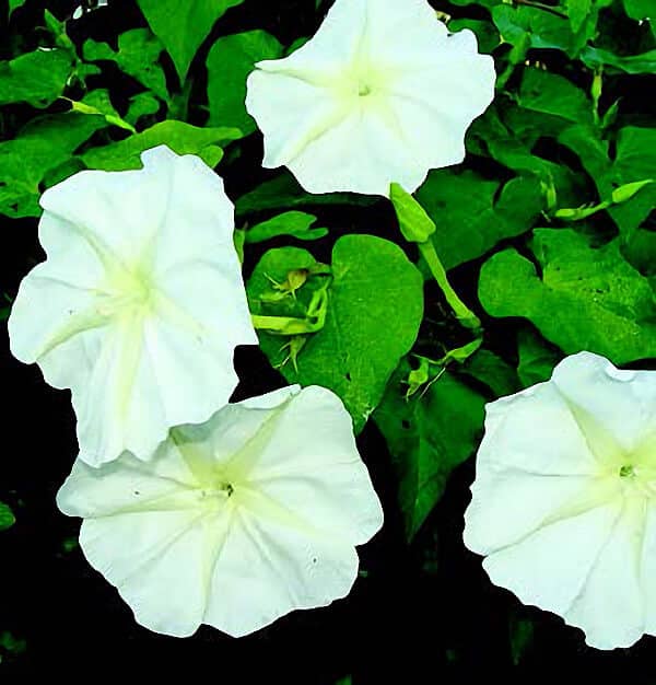 Moon Vine Alba Seeds - Blessings Grow Meadows