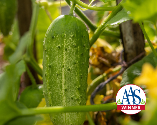 Packet of Seeds 'n Such Pick-A-Bushel Hybrid Cucumber Seeds showing 25 seed packets for planting and gardening.