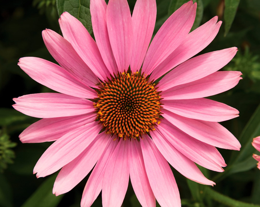 Packet of Prairie Splendor Deep Rose Echinacea Seeds from Seeds 'n Such, showcasing the seed packet for planting.