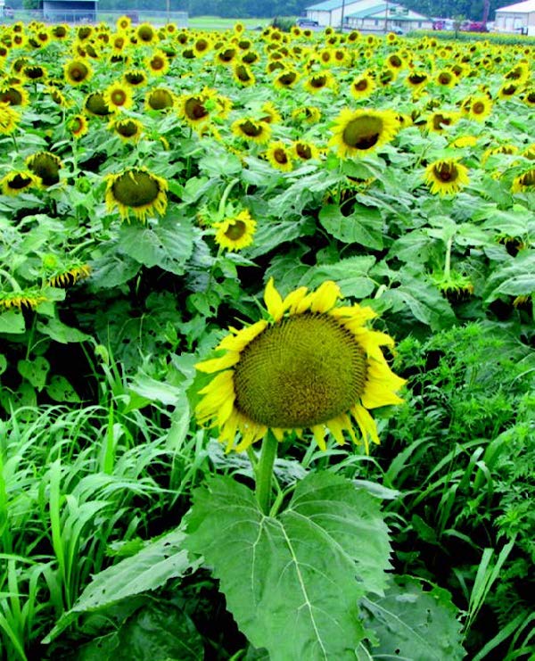 Packet of Seeds 'n Such Russian Mammoth Sunflower Seeds showing a bright yellow sunflower seed packet.