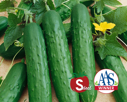 Packet of Saladmore Bush Hybrid Cucumber Seeds from Seeds 'n Such, showcasing 25 seeds for planting healthy cucumber plants.