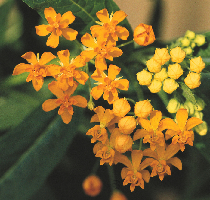 Packet of 25 Silky Formula Mix Asclepias seeds from Seeds 'n Such, showcasing the seed packet with seeds inside.
