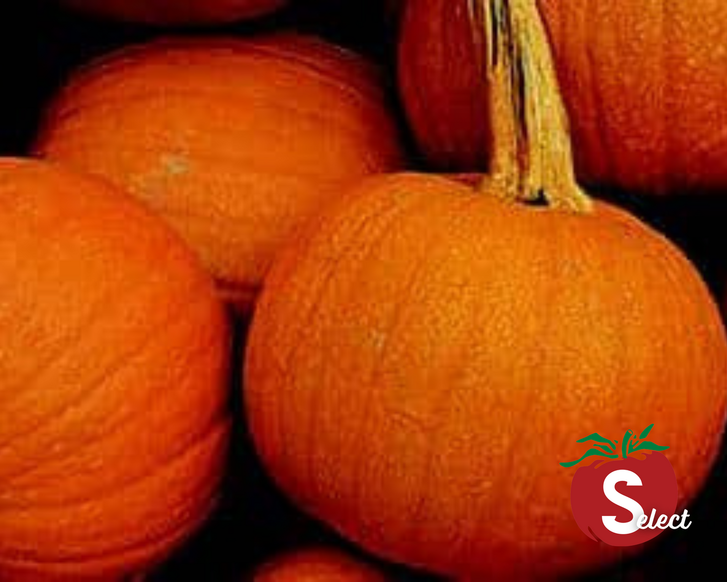 Small Sugar Pumpkin Seeds from Seeds 'n Such in a packet, showing shiny seeds perfect for roasting or planting.
