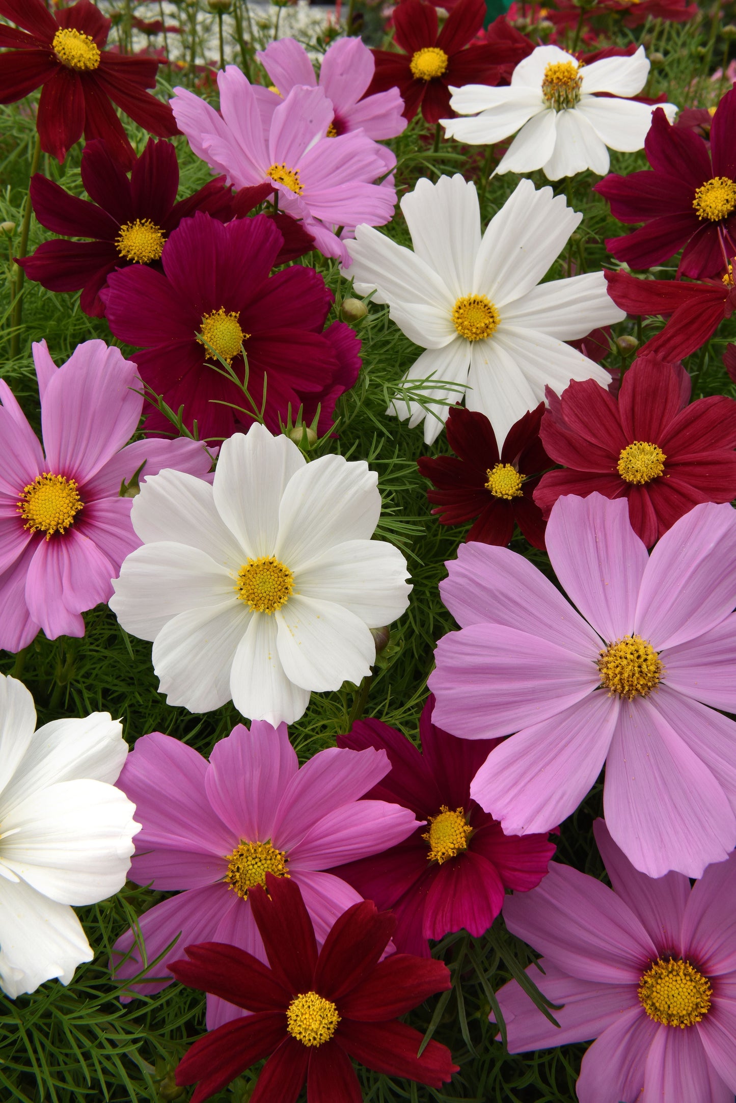 Packet of Seeds 'n Such Sonata Mix Cosmos flower seeds showing colorful cosmos flowers in a packet.