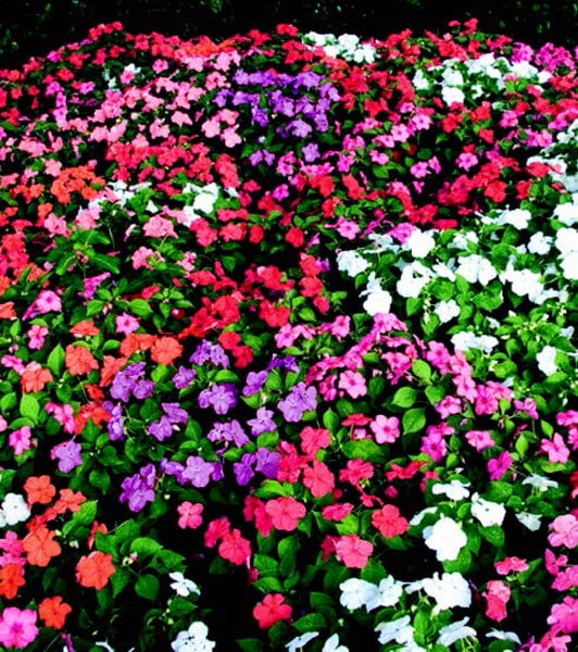 Sunbelt Mix Impatiens Seeds packet from Seeds 'n Such with 25 seeds for vibrant flowering plants.
