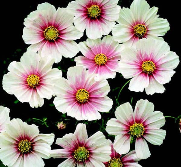Packet of Seeds 'n Such Sweet Dreams Cosmos seeds showing 25 seeds in a clear packet for planting and gardening.