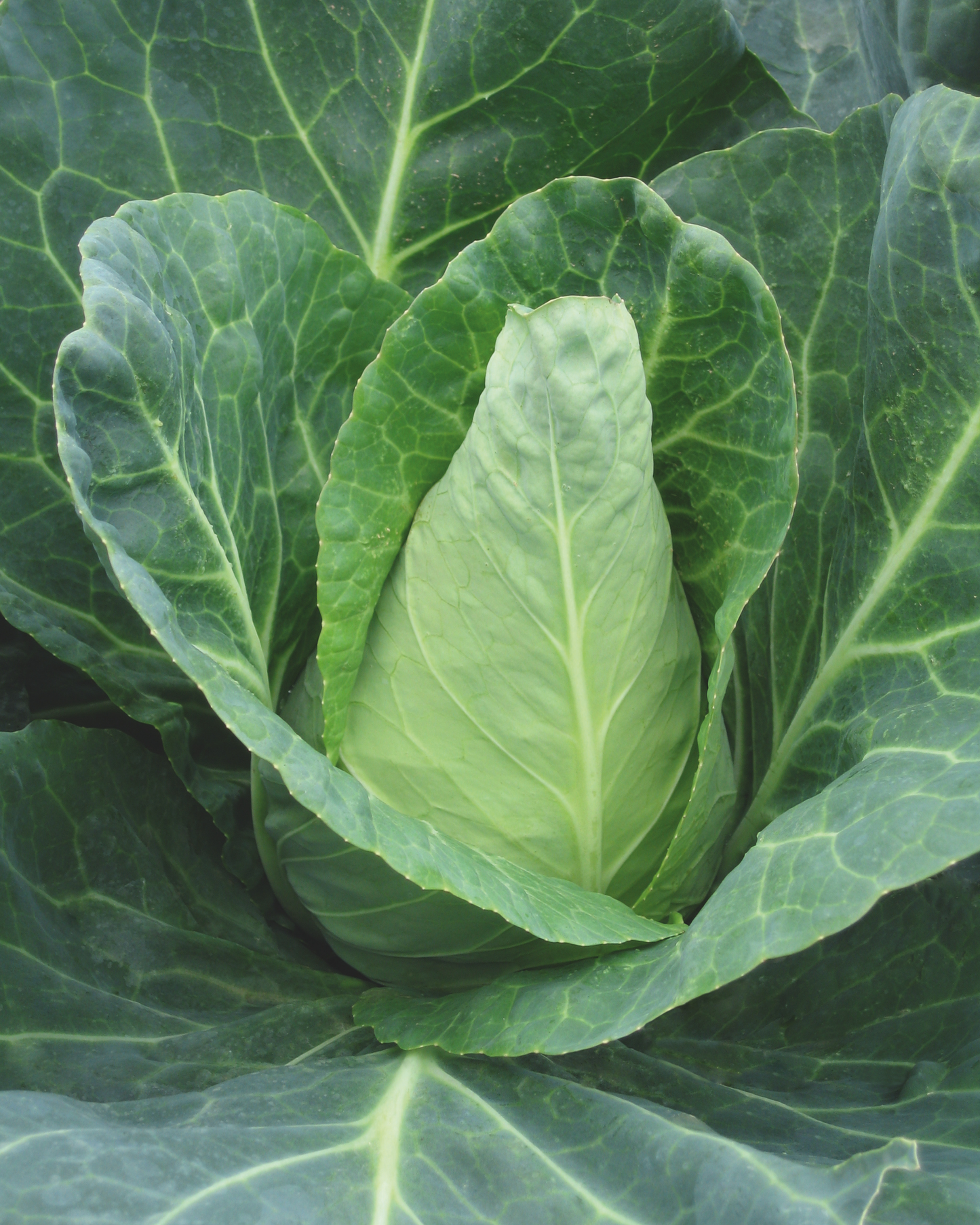 Packet of Caraflex Hybrid Cabbage Seeds from Seeds 'n Such, showing seed packet with 25 to 30 seeds for gardening.