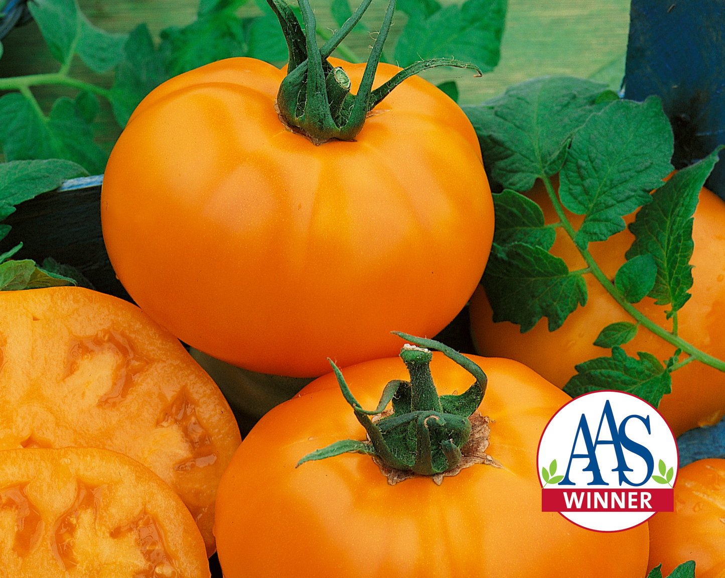 Packet of Seeds 'n Such Chef's™ Choice Orange Hybrid Tomato Seeds showing bright orange seed packet with product details.