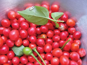 Packet of Chiltepin Hot Pepper Seeds from Seeds 'n Such, showing small seeds for planting and growing hot peppers.