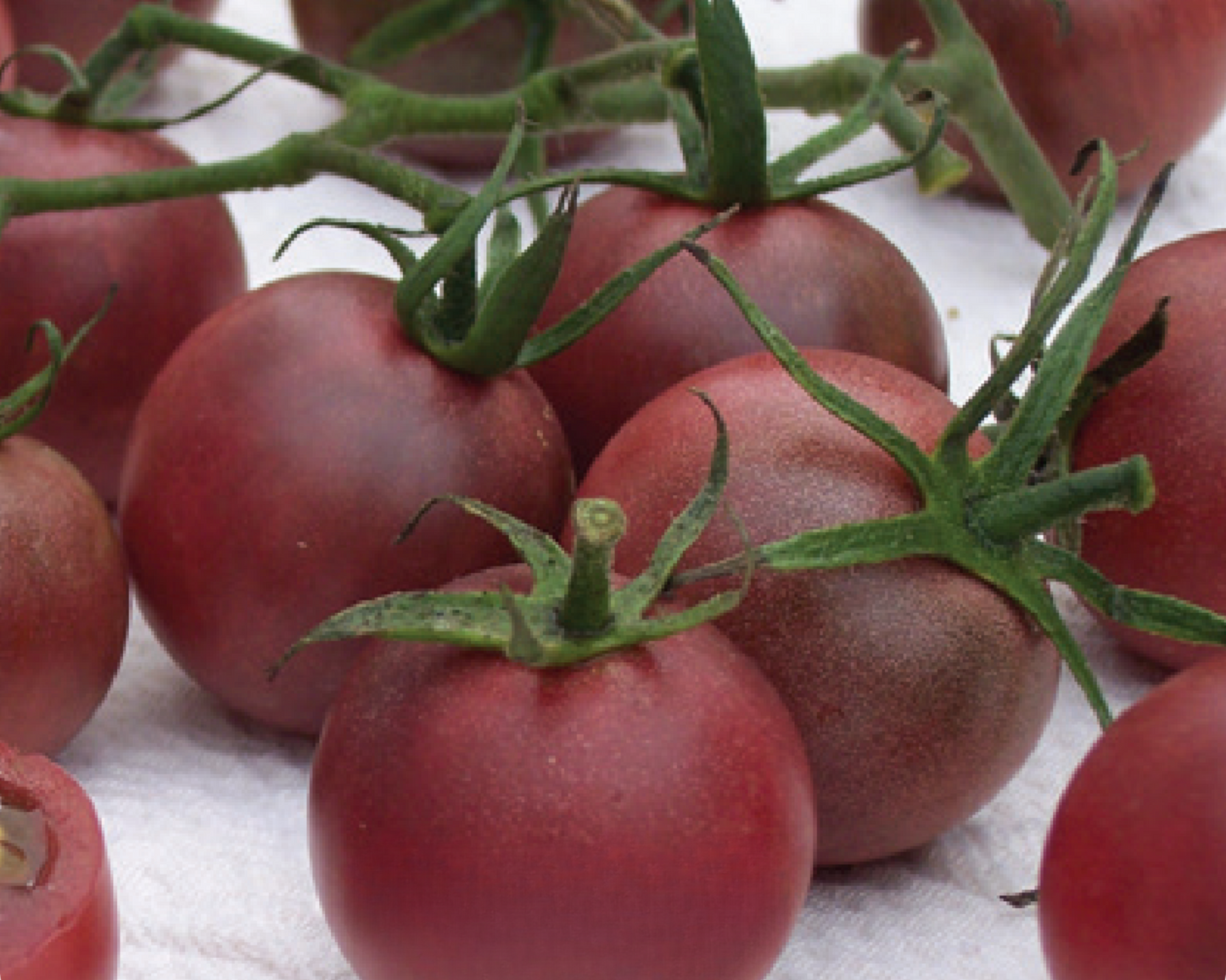 Seeds 'n Such Chocolate Cherry Tomato Seeds packet with 25-30 seeds for growing sweet, dark-colored cherry tomatoes.