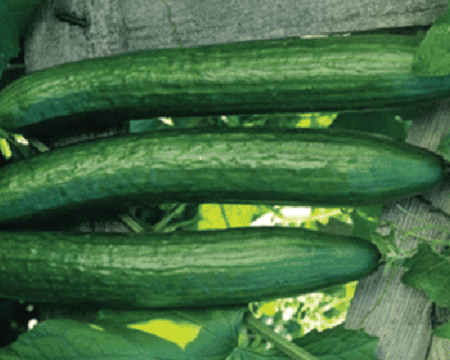 Early Spring Burpless Hybrid Cucumber Seeds - Blessings Grow Meadows