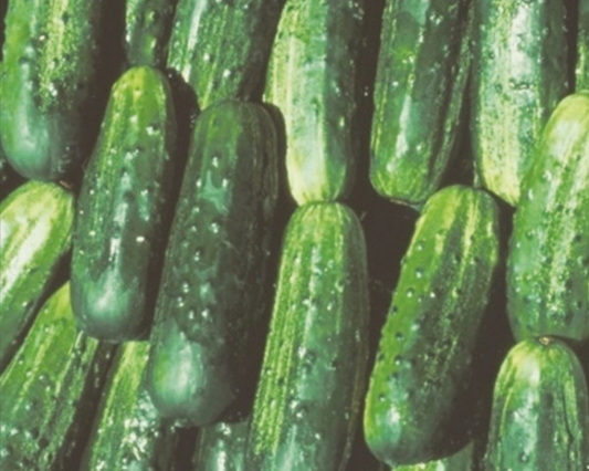 Packet of Seeds 'n Such Fancipak hybrid cucumber seeds with 25 to 30 seeds for planting and gardening.