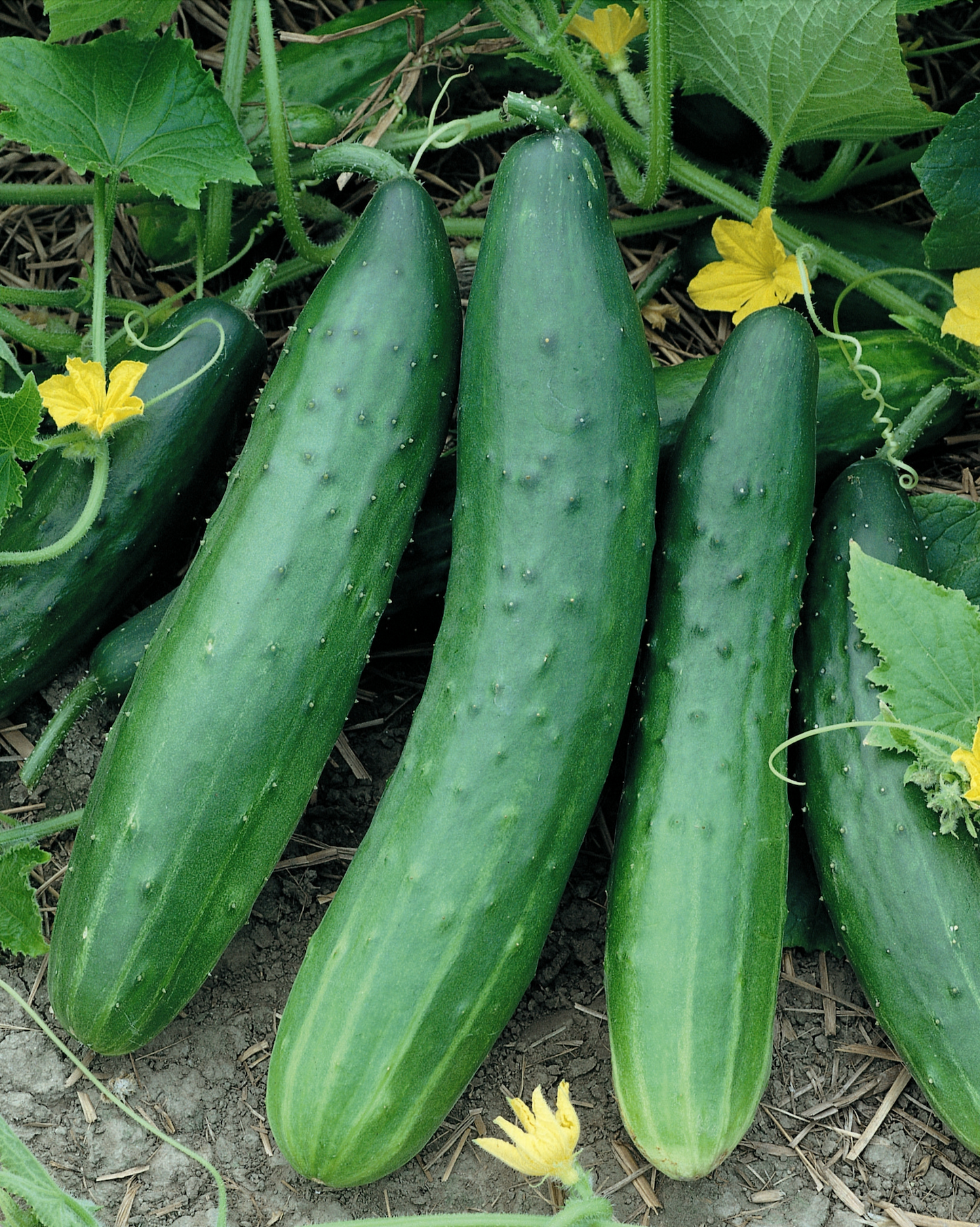 Packet of Seeds 'n Such Garden Sweet Burpless Hybrid Cucumber Seeds with 25-30 seeds for home gardening.