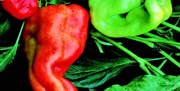 Packet of Seeds 'n Such Giant Aconcagua Pepper Seeds showing 25 to 30 seeds in a colorful packet.