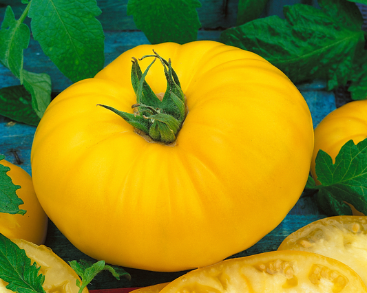 Packet of Seeds 'n Such Giant Belgium Yellow Tomato Seeds showing bright yellow tomato seeds in a labeled packet.