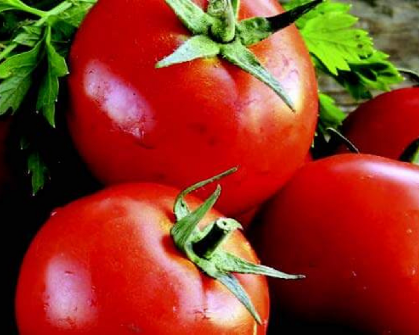 Packet of Goliath Early Hybrid Tomato Seeds by Seeds 'n Such, showing bright seed packet with seed details and branding.