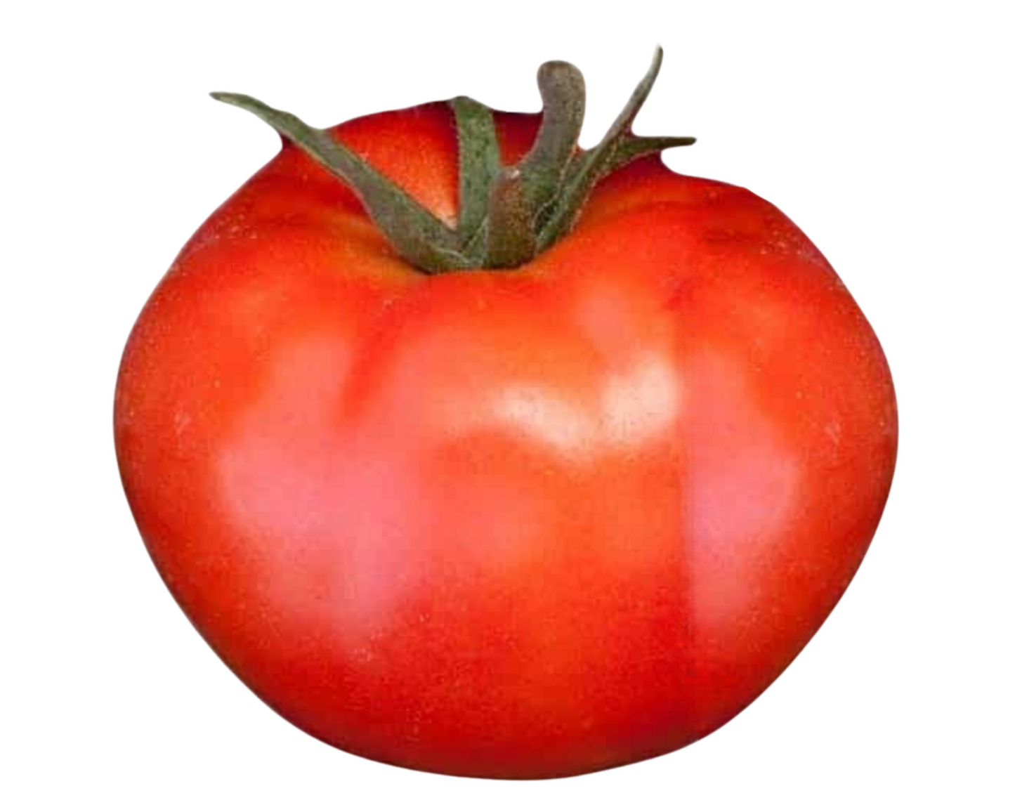 Packet of Goliath Giant Early Bush Hybrid Tomato Seeds by Seeds 'n Such, featuring vibrant seed packet with tomato seed illustrations.