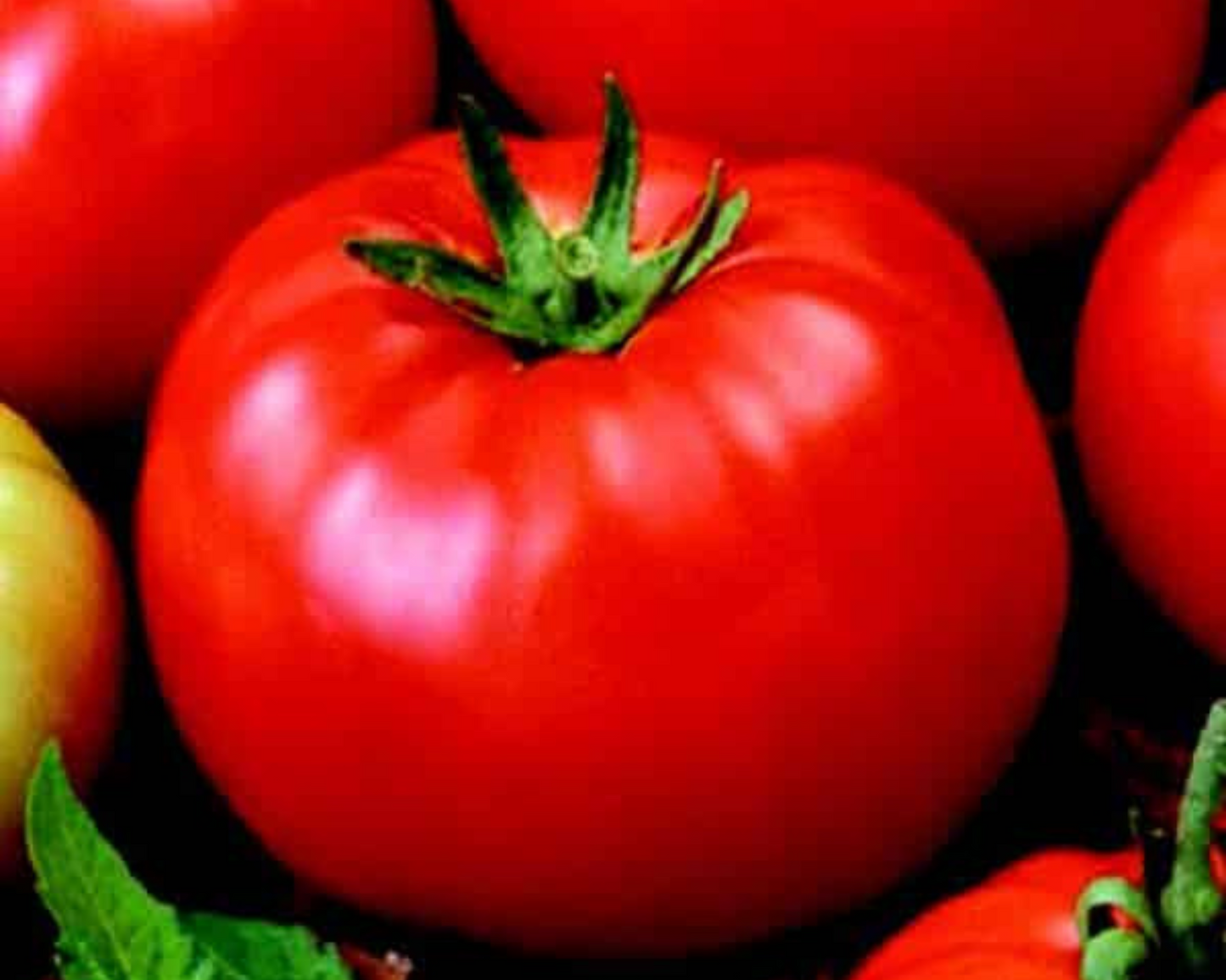 Packet of Goliath Old-Fashioned Hybrid Tomato Seeds by Seeds 'n Such showing 25-30 seeds in the packet.