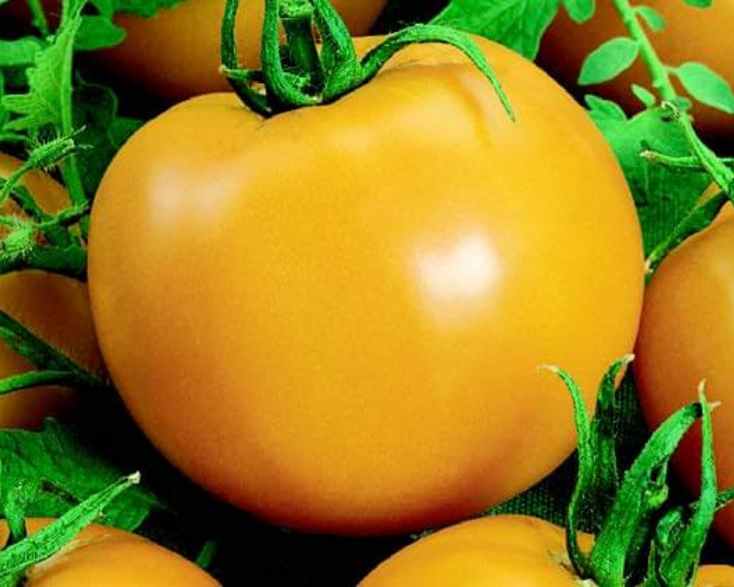 Goliath Sunny Hybrid Tomato Seeds - Blessings Grow Meadows