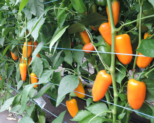 Hamik Hybrid Pepper Seeds from Seeds 'n Such in a packet with 25 to 30 seeds, ideal for planting peppers.