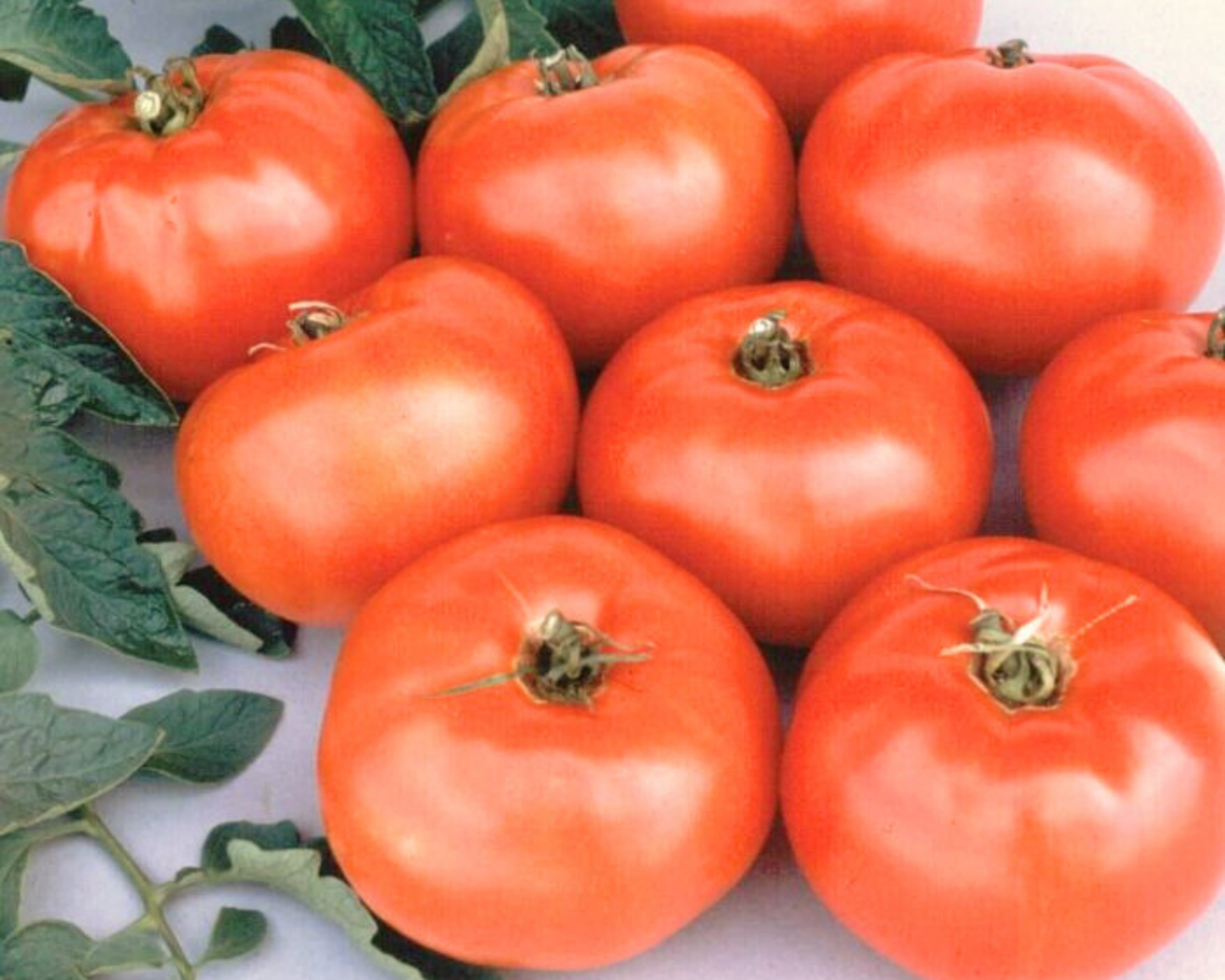 Packet of Seeds 'n Such Jet Star Hybrid Tomato Seeds with 25 to 30 seeds for planting and growing healthy tomatoes.
