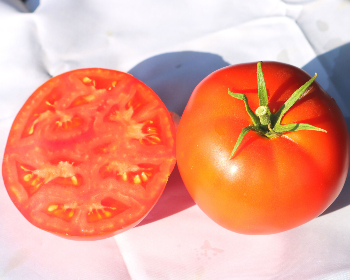 Packet of Seeds 'n Such Jetsetter Hybrid Tomato Seeds showing 25-30 seeds in the packet for planting.