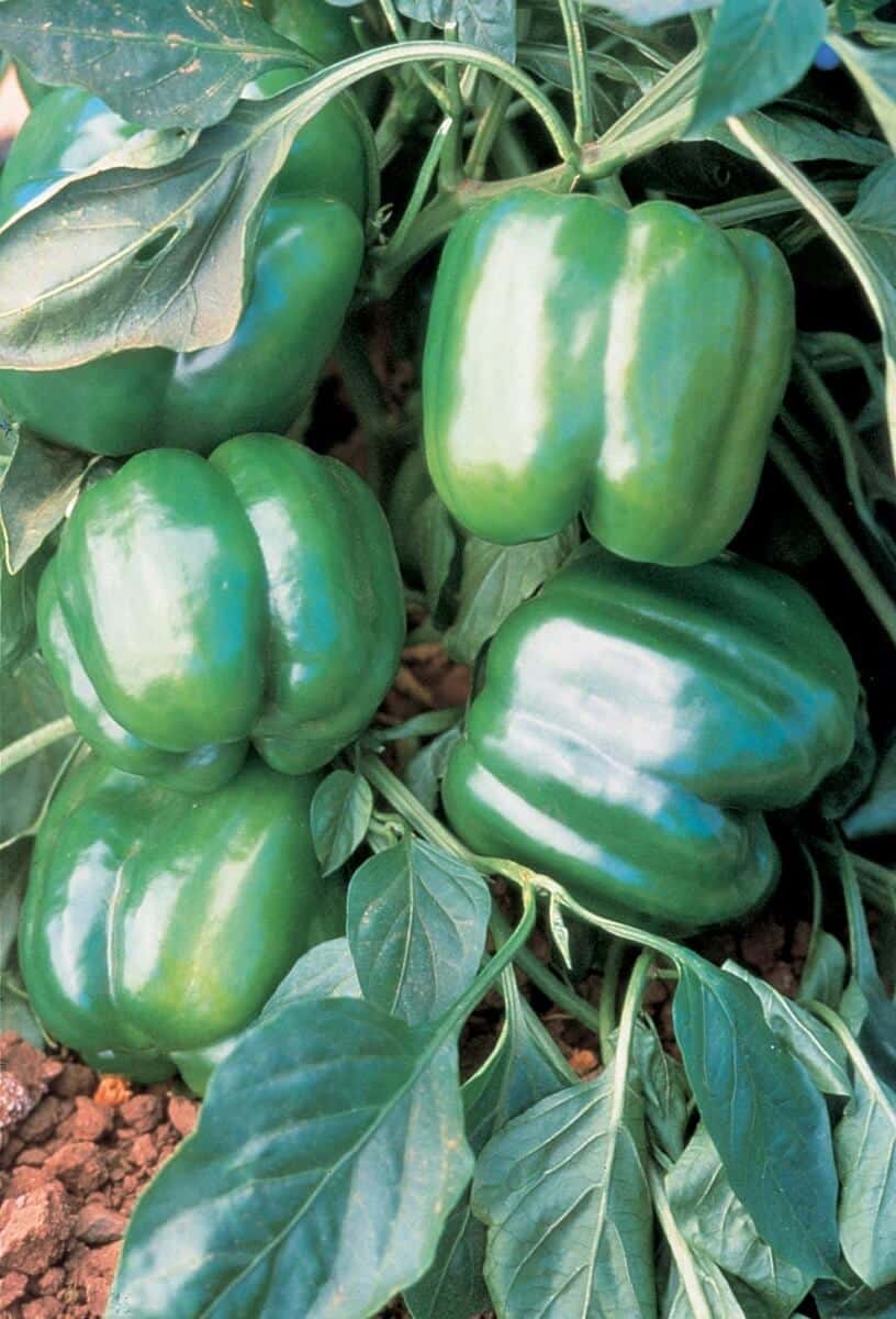 Jupiter Bell Pepper Seeds - Blessings Grow Meadows
