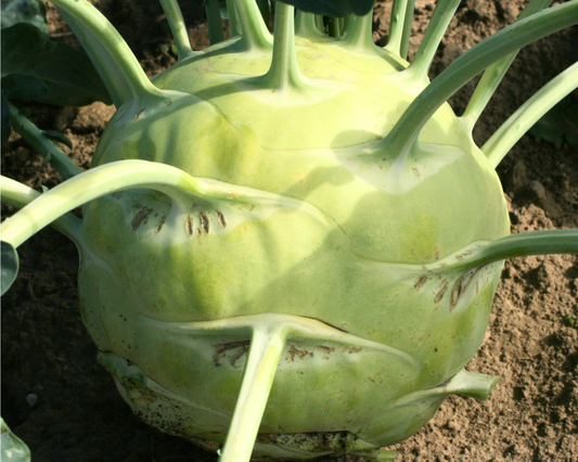 Packet of Seeds 'n Such Kossak Hybrid Kohlrabi Seeds showing 25 to 30 seeds in a labeled packet.