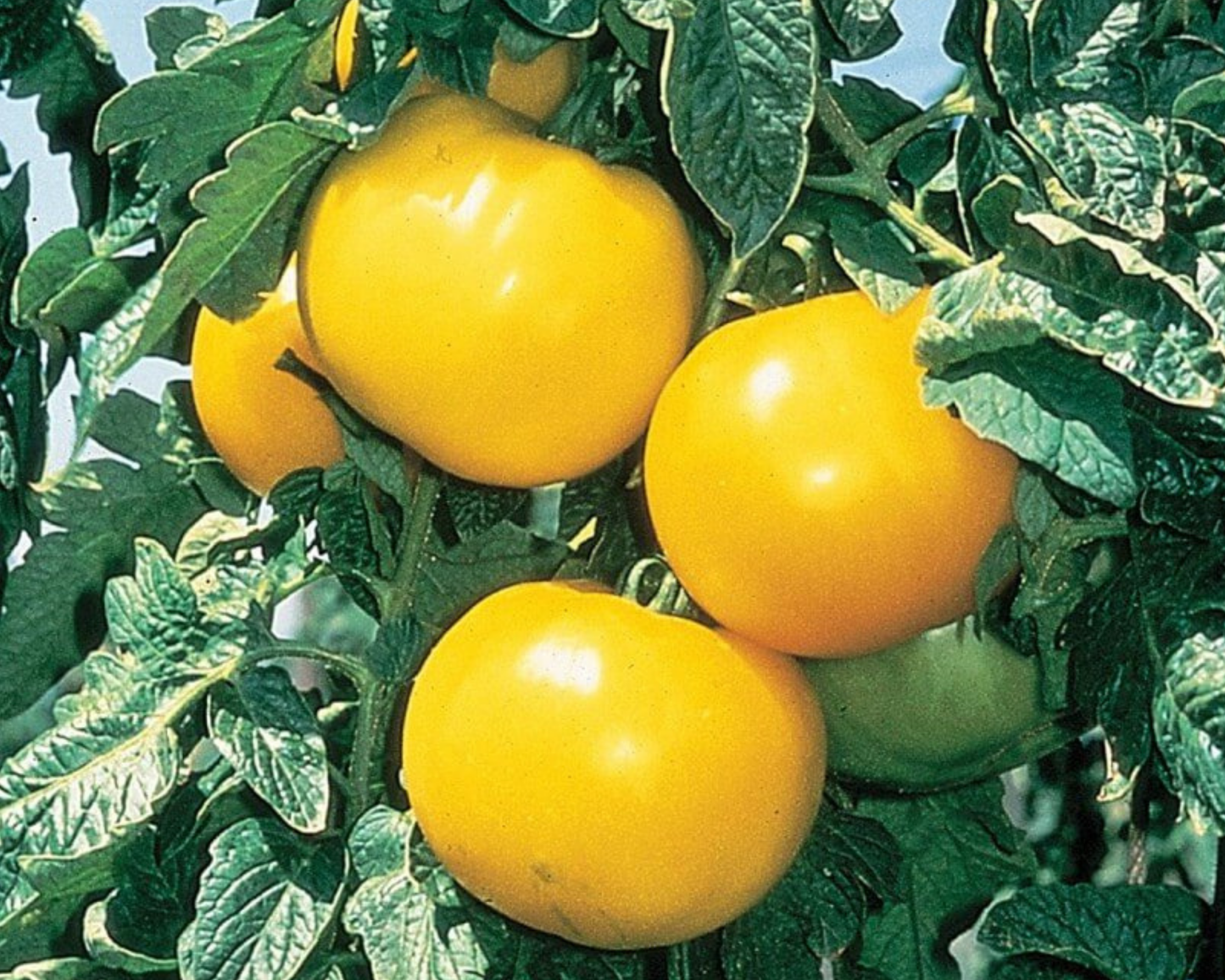 Lemon Boy hybrid tomato seeds packet from Seeds 'n Such, containing 25 to 30 seeds for home gardening.