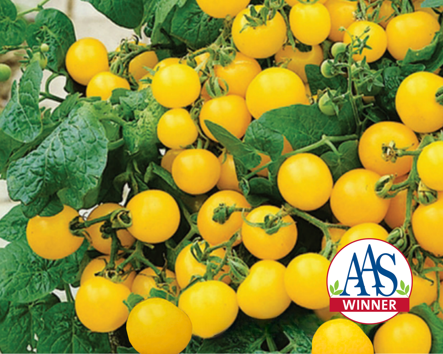 Patio Choice Yellow Hybrid Tomato Seeds - Blessings Grow Meadows