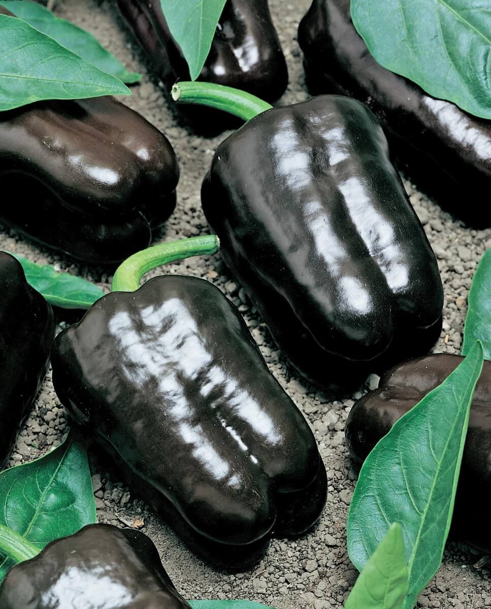 Purple Beauty Bell Pepper Seeds - Blessings Grow Meadows