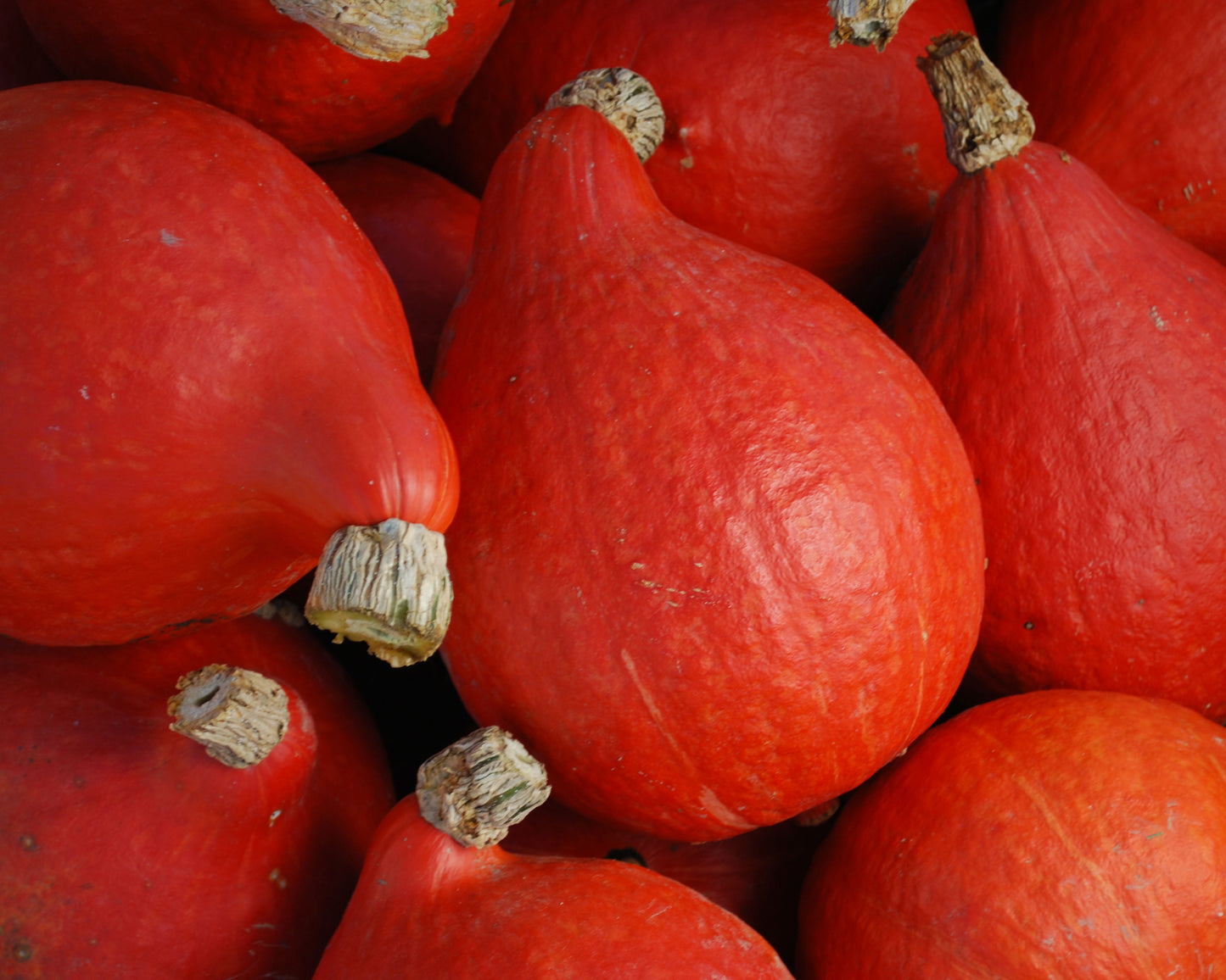 Red Kuri Winter Squash seeds packet from Seeds 'n Such showing 25 to 30 seeds in a clear packet.