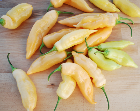 Packet of Sugar Rush Peach Pepper Seeds by Seeds 'n Such showing bright peach-colored pepper seed packets.