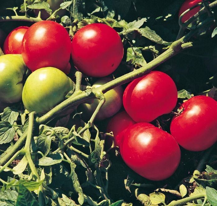 Packet of Seeds 'n Such Supersonic Hybrid Tomato Seeds showing 25 to 30 seeds inside the packet.