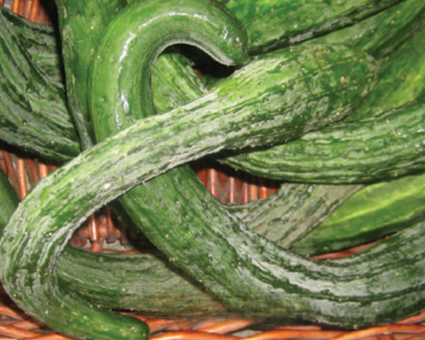 Packet of Seeds 'n Such Suyo Long Cucumber Seeds showing 25 to 30 seeds for planting and gardening.