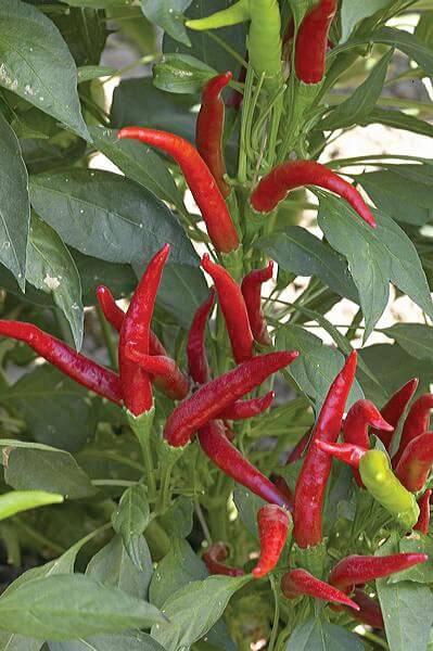 Packet of Seeds 'n Such Thai Hot Pepper Seeds showing 25 to 30 vibrant hot pepper seeds for planting.