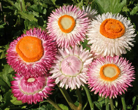Packet of Seeds 'n Such Dwarf Mix Strawflower Seeds with 250 seeds for colorful garden blooms