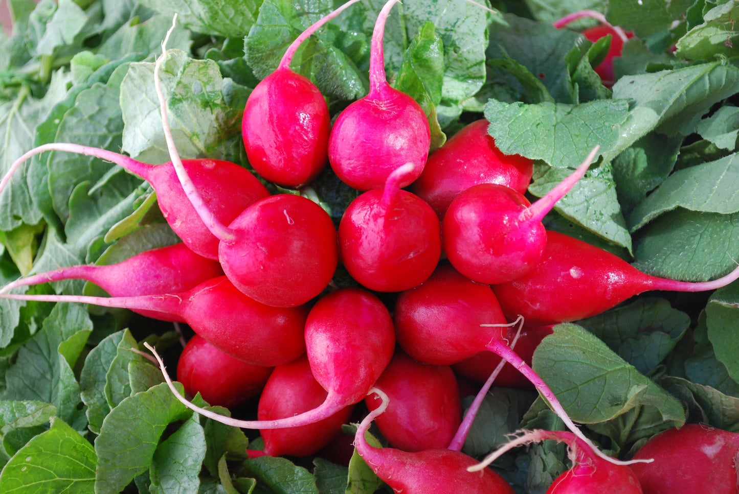 Packet of Seeds 'n Such Early Scarlet Globe Radish Seeds showing bright red radish seed packet for planting.