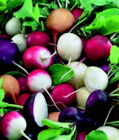 Fiesta Blend Radish - Blessings Grow Meadows